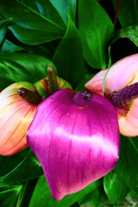 Guía de Anthurium:cómo cuidar una flor de flamenco