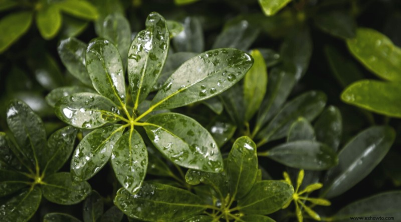 Guía del árbol paraguas:cómo cuidar la planta Shefflera
