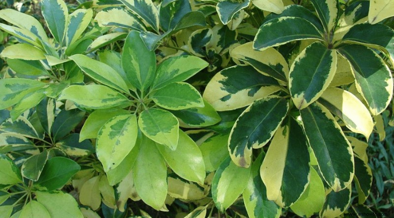 Guía del árbol paraguas:cómo cuidar la planta Shefflera