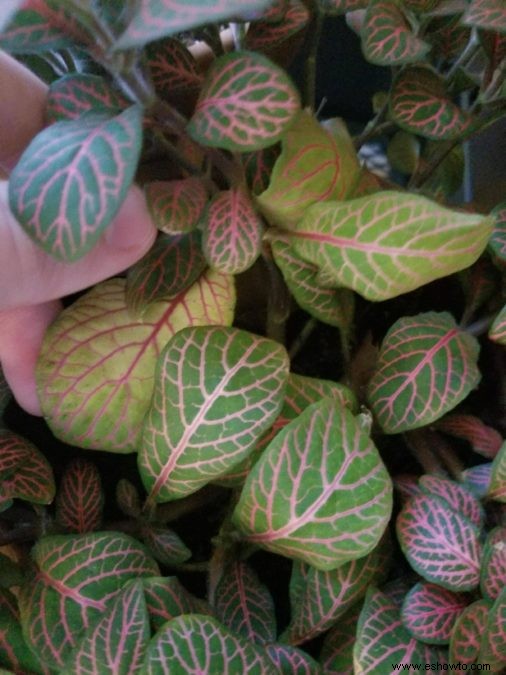 Guía de plantas nerviosas:cómo cuidar una planta de interior Fittonia