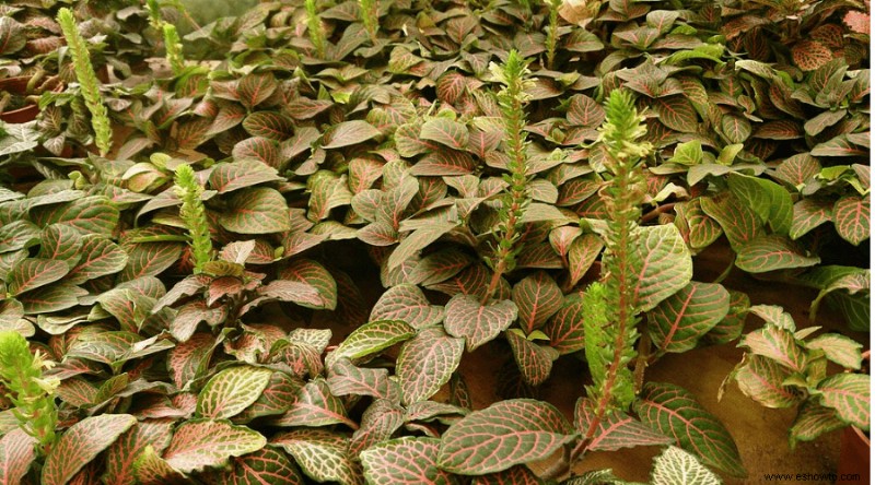 Guía de plantas nerviosas:cómo cuidar una planta de interior Fittonia