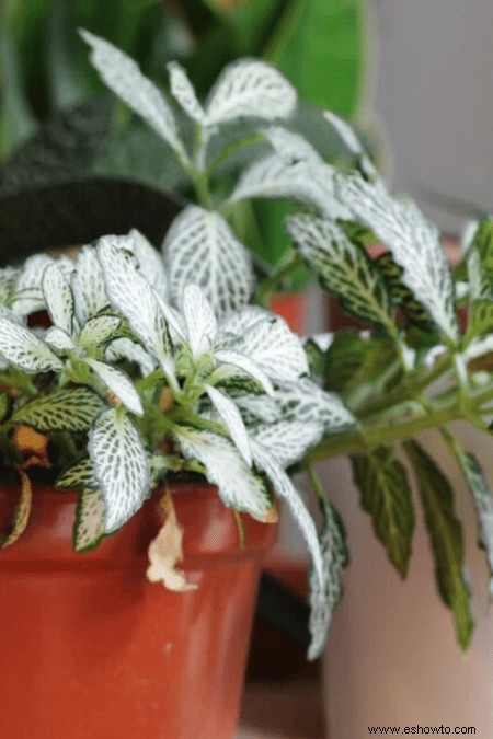 Guía de plantas nerviosas:cómo cuidar una planta de interior Fittonia