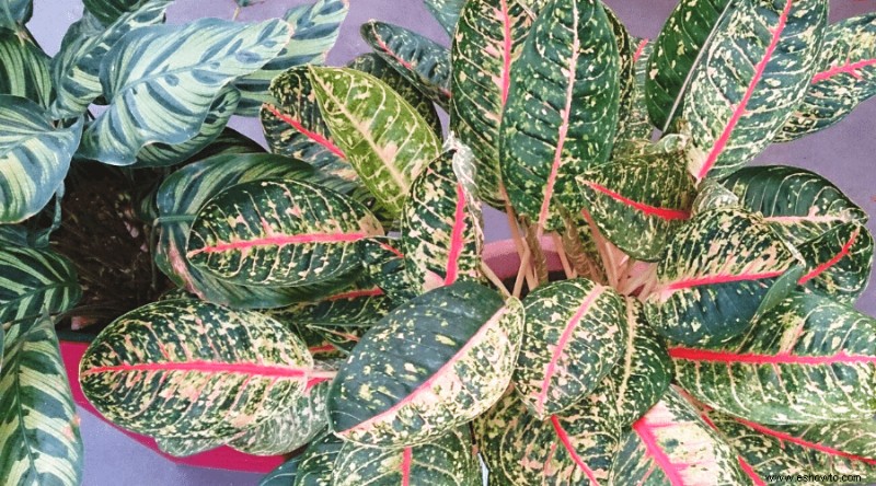 Guía de plantas de oración:cómo cuidar una planta de Maranta