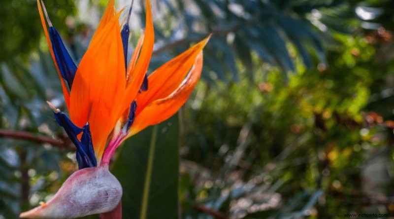 Guía de aves del paraíso:cómo cuidar una planta de ave del paraíso