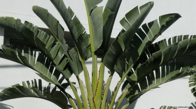 Guía de aves del paraíso:cómo cuidar una planta de ave del paraíso