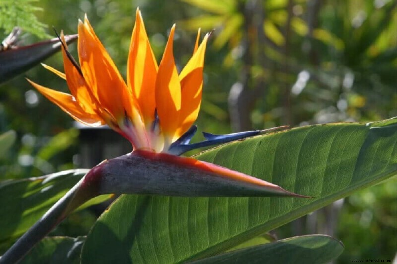 Guía de aves del paraíso:cómo cuidar una planta de ave del paraíso