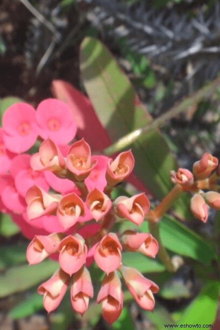 Guía de la corona de espinas:cómo cuidar una planta Euphorbia milii