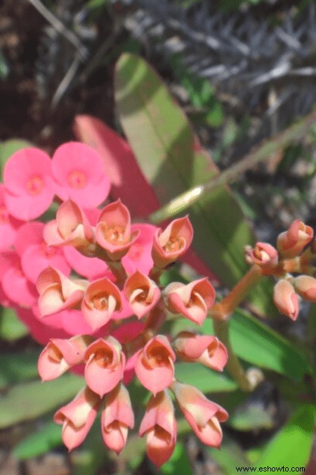 Guía de la corona de espinas:cómo cuidar una planta Euphorbia milii