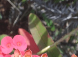 Guía completa para cuidar la Corona de Espinas (Euphorbia milii): consejos expertos