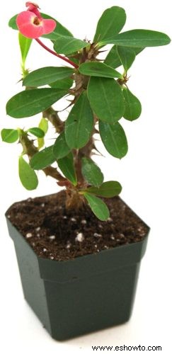Guía de la corona de espinas:cómo cuidar una planta Euphorbia milii