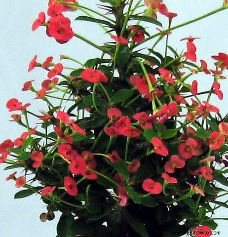 Guía de la corona de espinas:cómo cuidar una planta Euphorbia milii