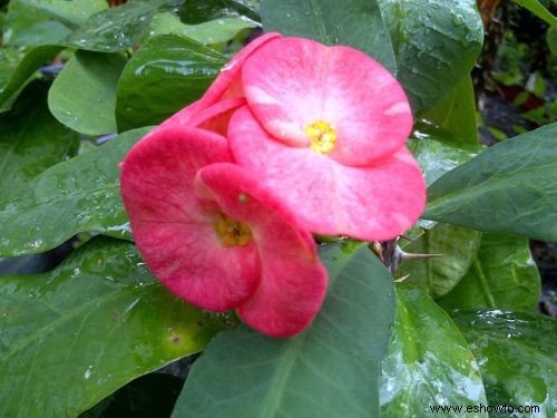 Guía de la corona de espinas:cómo cuidar una planta Euphorbia milii