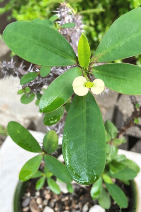 Guía de la corona de espinas:cómo cuidar una planta Euphorbia milii