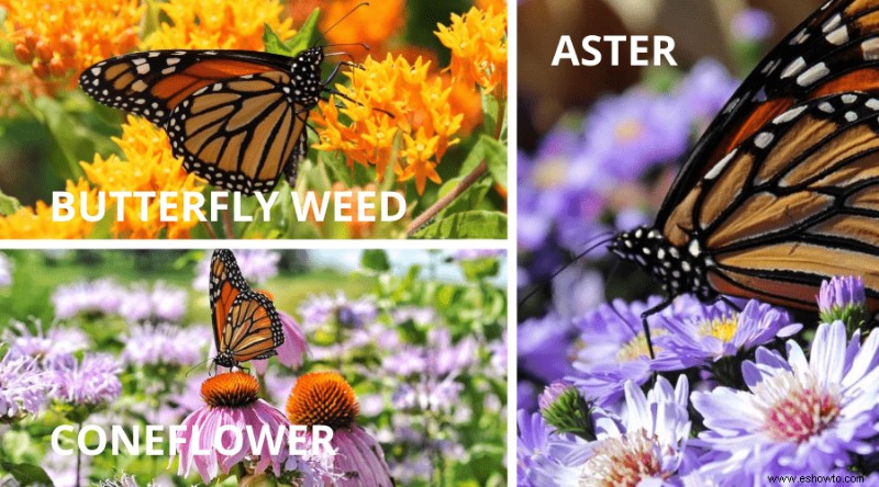 Cómo plantar un jardín de mariposas en tu patio trasero