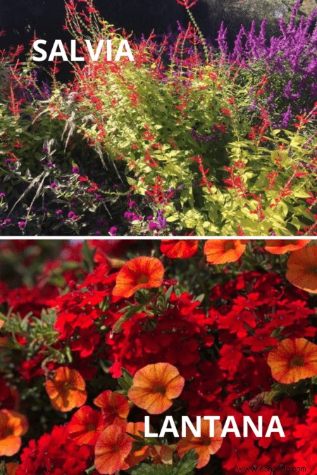 Cómo plantar un jardín de mariposas en tu patio trasero