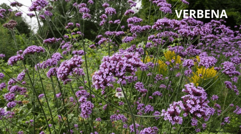 Cómo plantar un jardín de mariposas en tu patio trasero