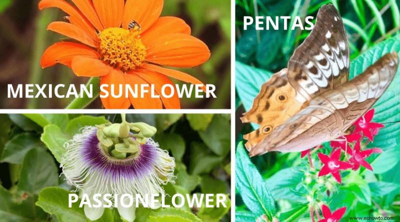 Cómo plantar un jardín de mariposas en tu patio trasero