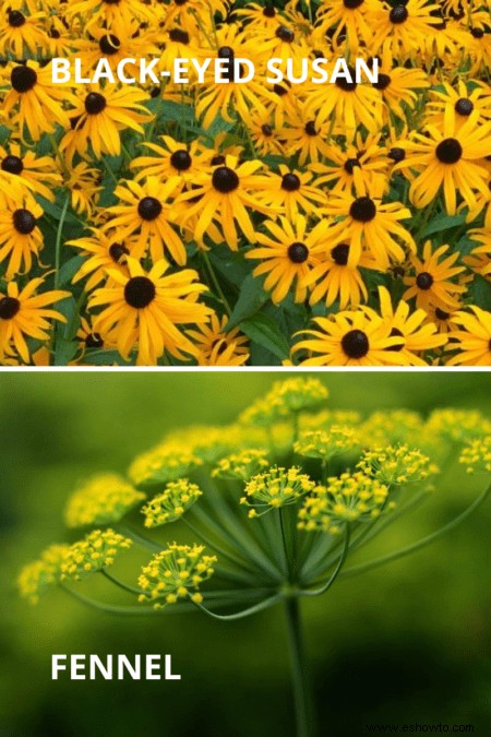 Cómo plantar un jardín de mariposas en tu patio trasero