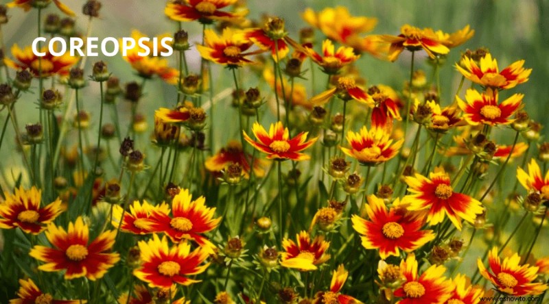 Cómo plantar un jardín de mariposas en tu patio trasero