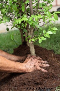 Los increíbles beneficios para la salud de la jardinería y por qué necesita practicarla