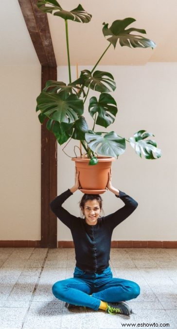 Guía de filodendro de hoja dividida:cómo cuidar una planta Monstera Deliciosa