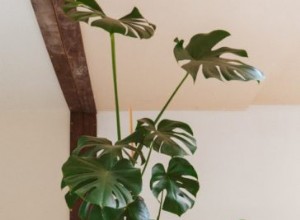 Guía Completa para Cuidar el Filodendro de Hoja Dividida (Monstera Deliciosa)