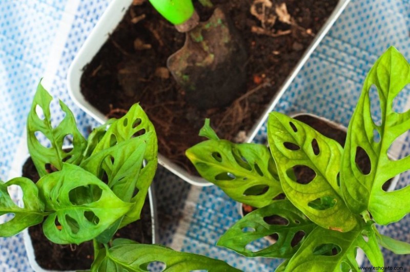 Guía de filodendro de hoja dividida:cómo cuidar una planta Monstera Deliciosa