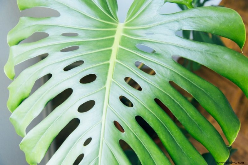 Guía de filodendro de hoja dividida:cómo cuidar una planta Monstera Deliciosa