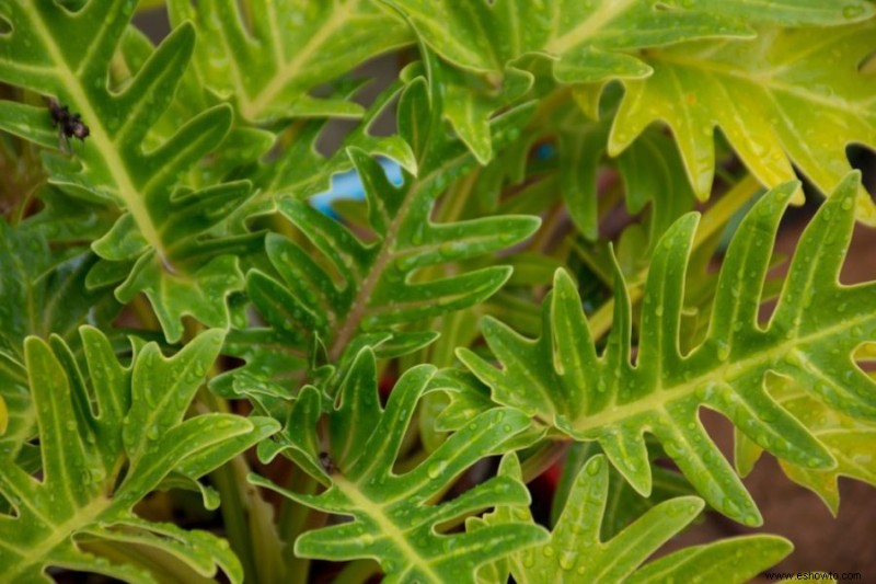 Guía de filodendro de hoja dividida:cómo cuidar una planta Monstera Deliciosa