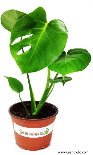 Guía de filodendro de hoja dividida:cómo cuidar una planta Monstera Deliciosa