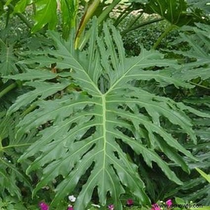 Guía de filodendro de hoja dividida:cómo cuidar una planta Monstera Deliciosa