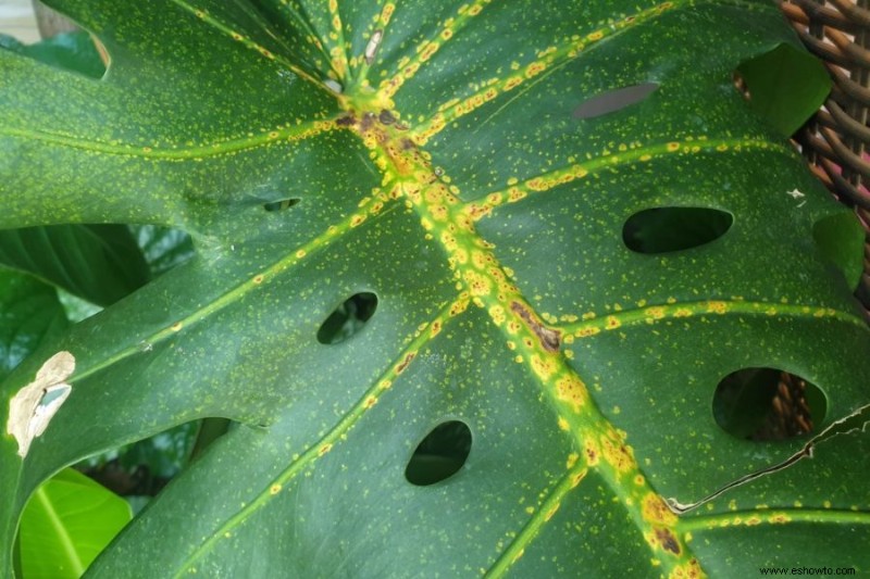 Guía de filodendro de hoja dividida:cómo cuidar una planta Monstera Deliciosa