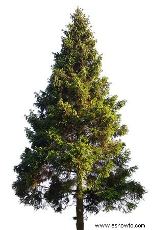 Cuidar un árbol de Navidad vivo