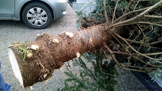 Cuidar un árbol de Navidad vivo