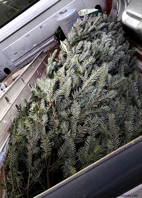 Cuidar un árbol de Navidad vivo