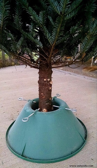 Cuidar un árbol de Navidad vivo