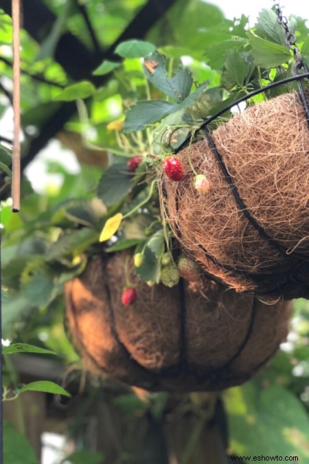 Los mejores colgadores de plantas:Cubra sus habitaciones con vegetación