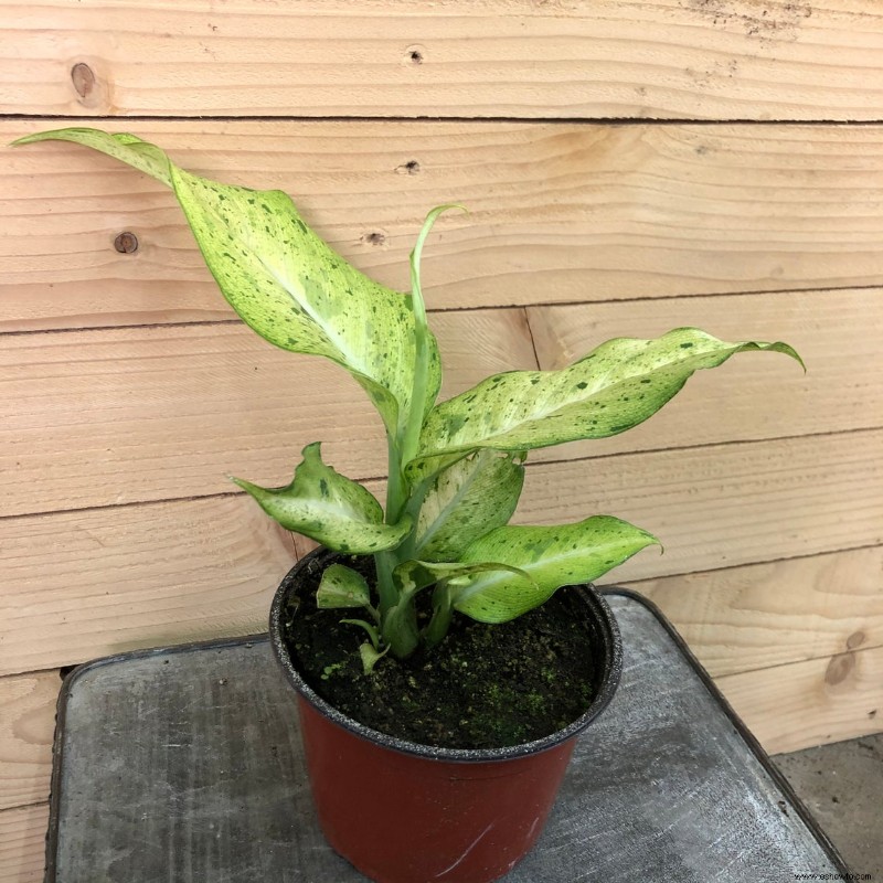 Guía de plantas de interior de Dieffenbachia:cómo cuidar un bastón tonto