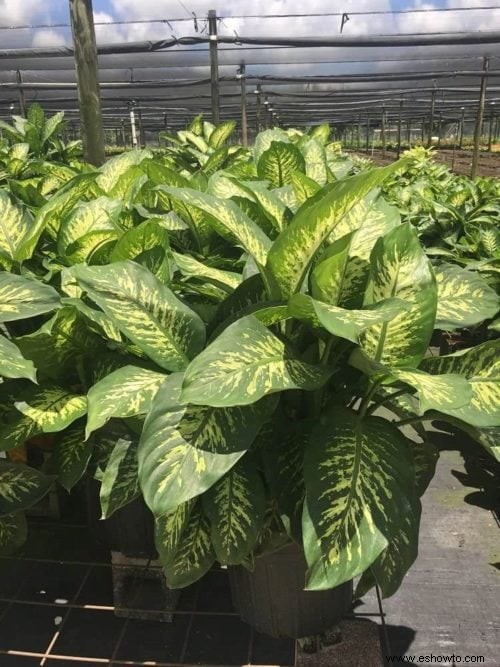 Guía de plantas de interior de Dieffenbachia:cómo cuidar un bastón tonto