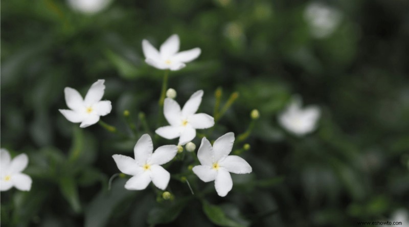 Guía de Gardenia:Cómo cuidar las plantas de Gardenia