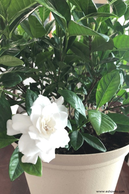 Guía de Gardenia:Cómo cuidar las plantas de Gardenia