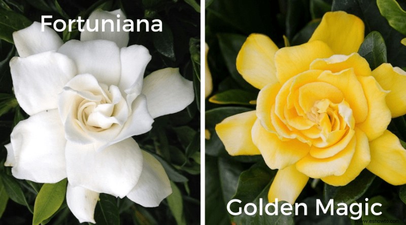 Guía de Gardenia:Cómo cuidar las plantas de Gardenia