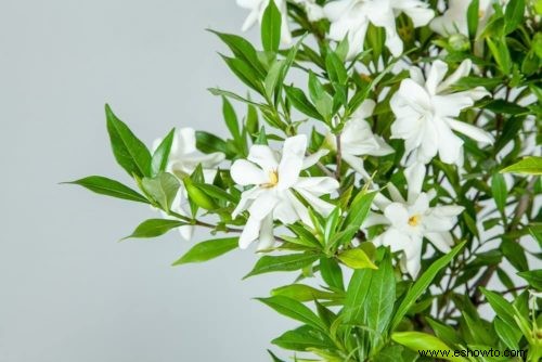Guía de Gardenia:Cómo cuidar las plantas de Gardenia