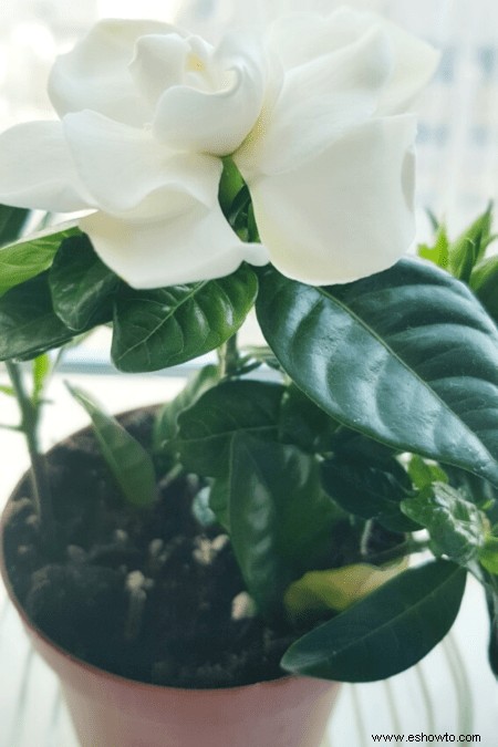 Guía de Gardenia:Cómo cuidar las plantas de Gardenia