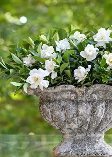 Guía de Gardenia:Cómo cuidar las plantas de Gardenia