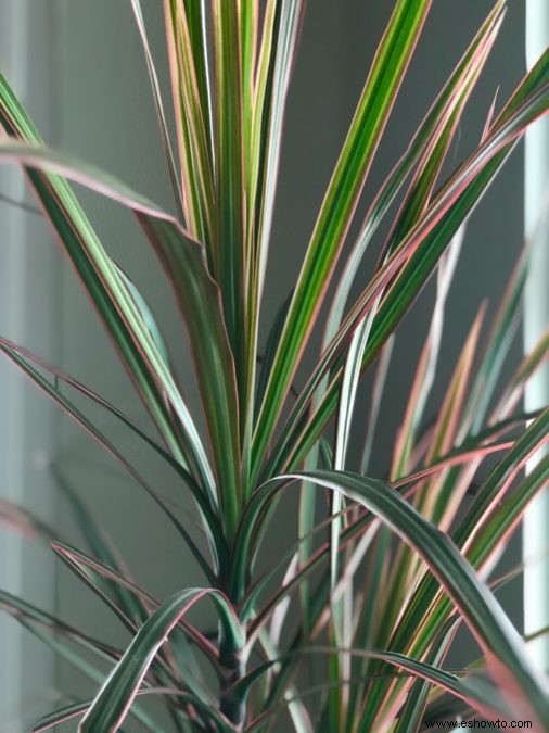 Guía de Dracaena:cómo cuidar un drago en interiores