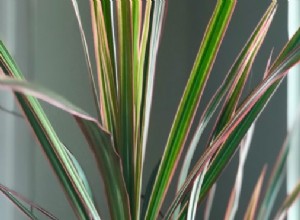 Guía Completa para Cuidar la Dracaena (Drago) en Interiores: Consejos Expertos