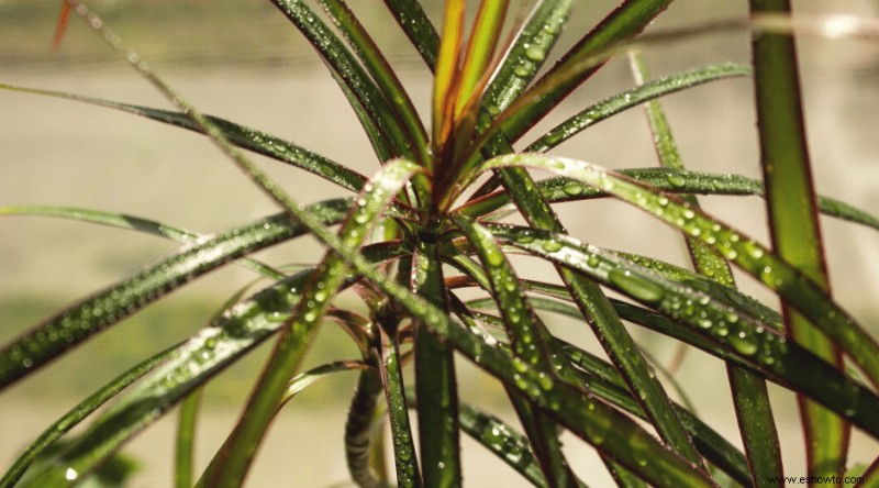 Guía de Dracaena:cómo cuidar un drago en interiores