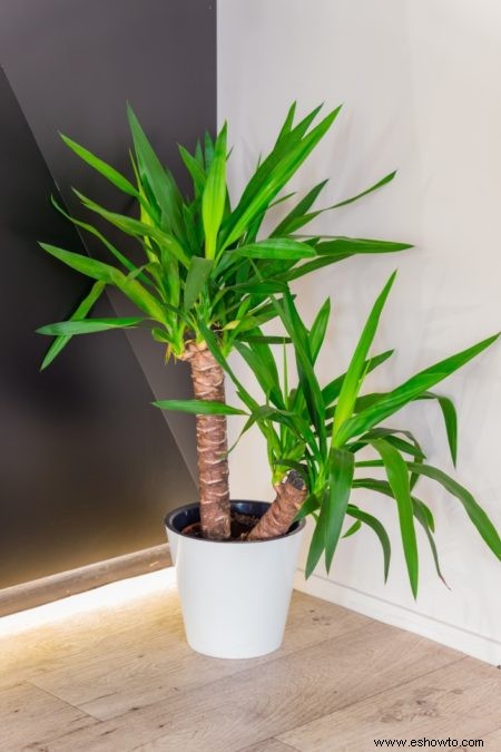 Guía de Dracaena:cómo cuidar un drago en interiores