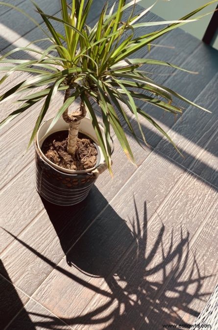 Guía de Dracaena:cómo cuidar un drago en interiores